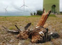 Rapace mort Rapace mort